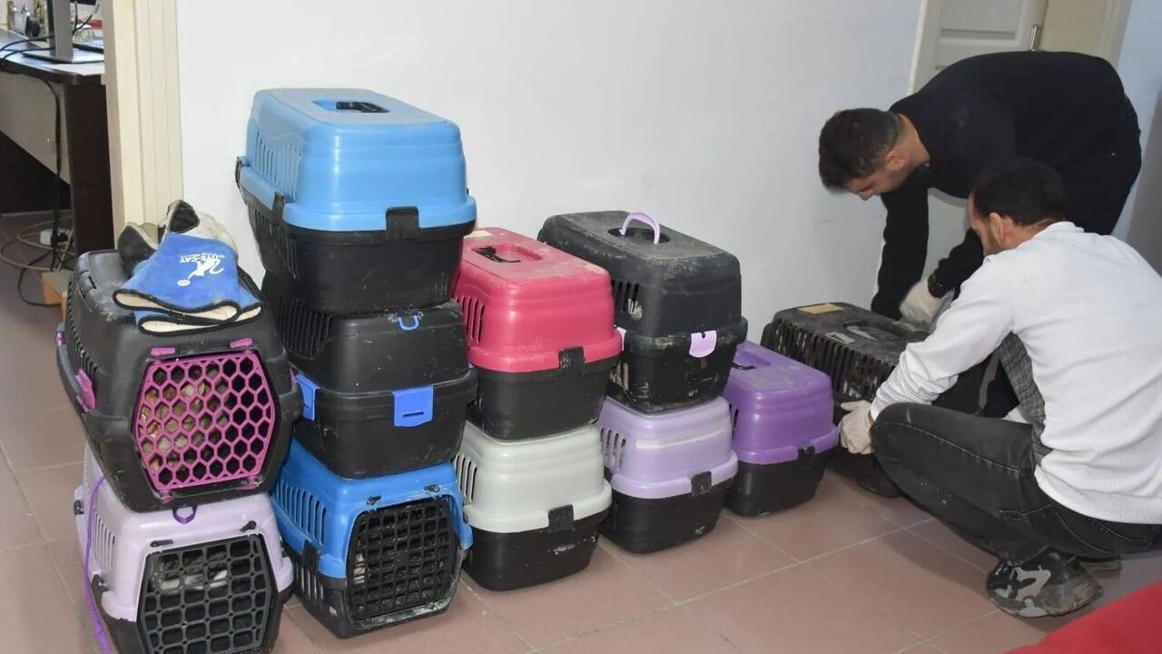 Sinop’ta evcil hayvan kimliklendirme çalışmaları: 9 bin 28 kayıtlı hayvan