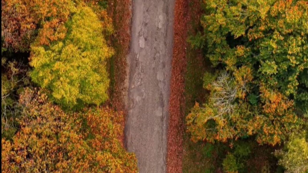 Sinop'ta Sonbaharın Renkleri: Ormanlar Sarı ve Turuncuya Büründü