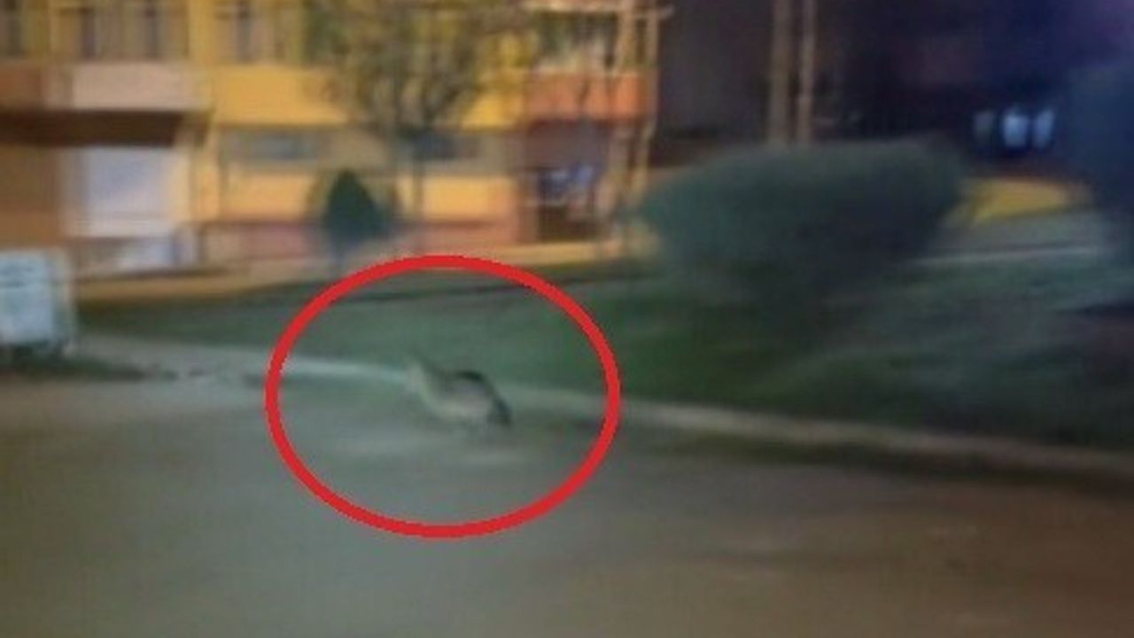 Sinop'un Boyabat ilçesinde aç kalan çakal mahalle aralarında yiyecek aradı