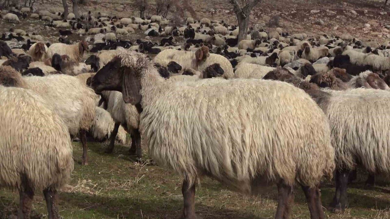 Şırnak'ta 1 milyon 100 bin küçükbaş hayvan kışlaklara iniyor