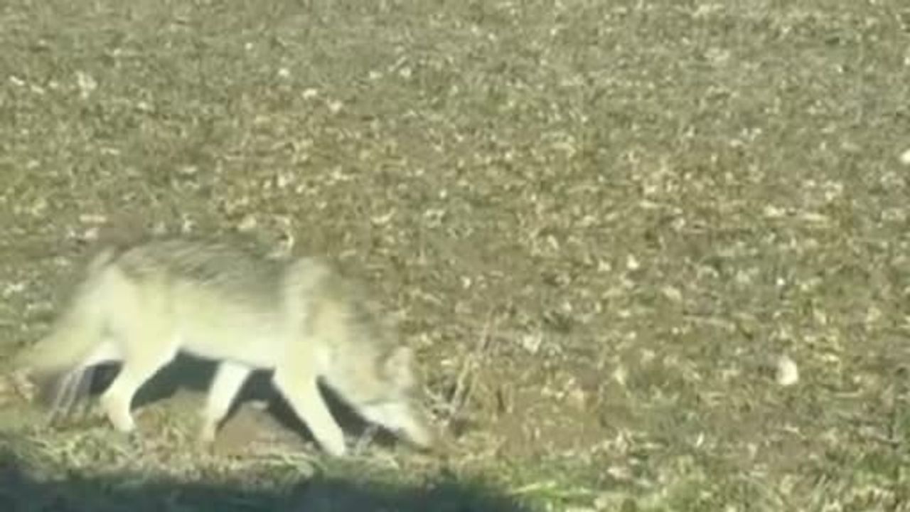 Sivas'ta kurtların yerleşimlere inmesi tedirginlik yarattı; uzman Kangalları çözüm olarak gösterdi