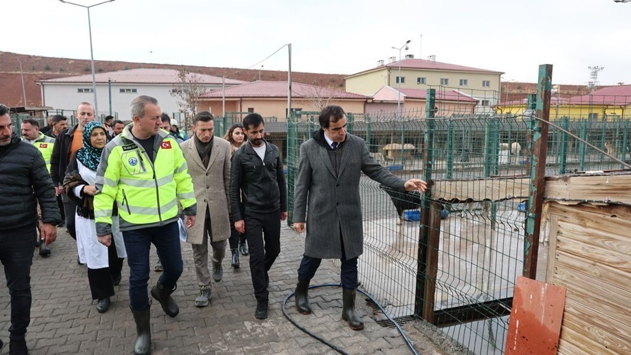 Sivas’ta Sokak Hayvanları İçin Rehabilitasyon Merkezi Yenileniyor