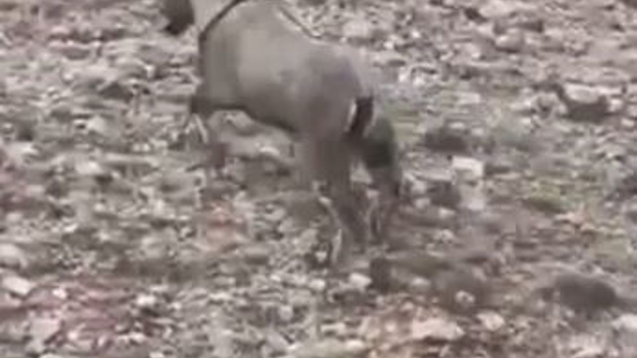 Sivas’ta Yaralı Dağ Keçisi 'Garip' Tedavi Edilip Doğaya Salındı