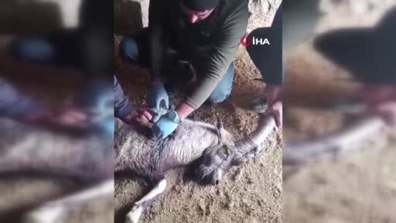 Sivas'ta yaralı dağ keçisi 'Garip' tedavi edilip doğaya salındı