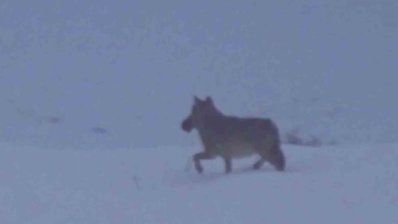 Sivas Zara'da Ağzında Ördek Taşıyan Kurt, Doğa Gezisinde Görüntülendi