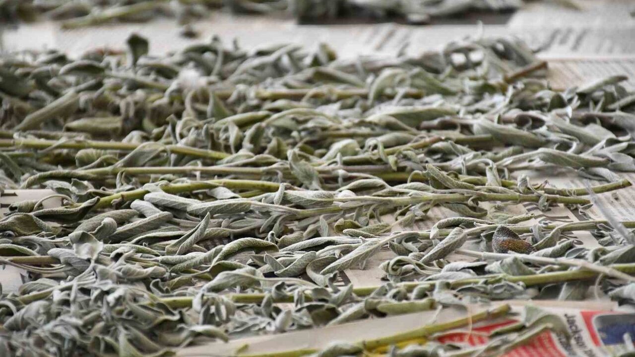 Siverek'te lise öğrencilerine 'tohumdan sofraya' tarım eğitimi: aromatik bitkilerle uygulamalı proje