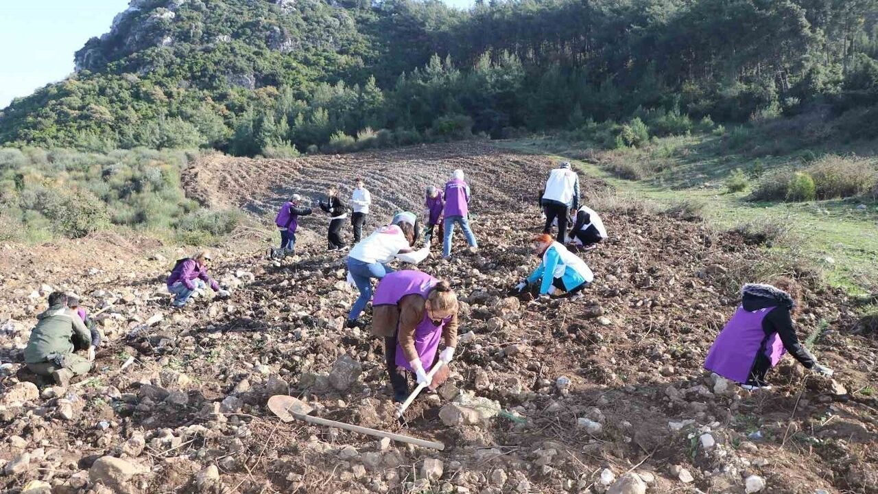 Söke’de Ağaçlı Gelinkayası'nda fidan dikimi: Söke Kent Konseyi ile Orman İşletme Şefliği işbirliği
