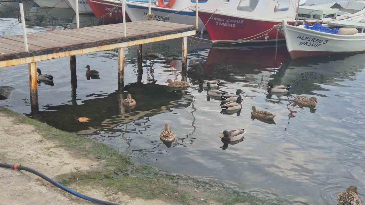 Süleymanpaşa Balıkçı Barınağı’nın Maskotu: Yaklaşık 150 Ördek Ziyaretçilerin İlgi Odağı