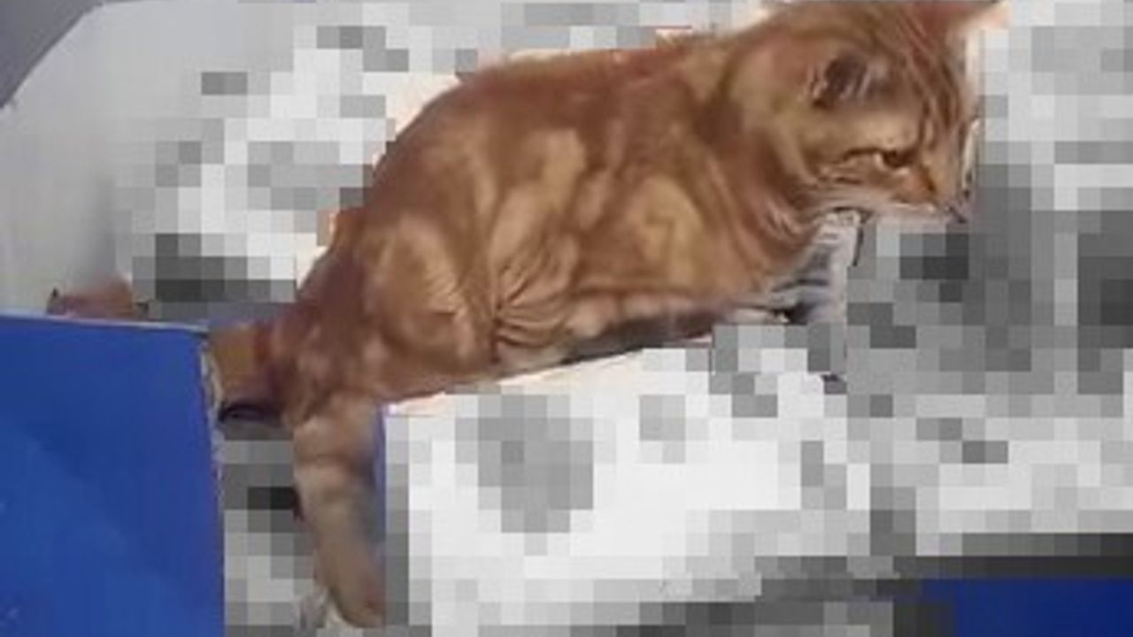 Sultangazi'de zincir markette kedi un paketlerinin üzerine tuvaletini yaptı