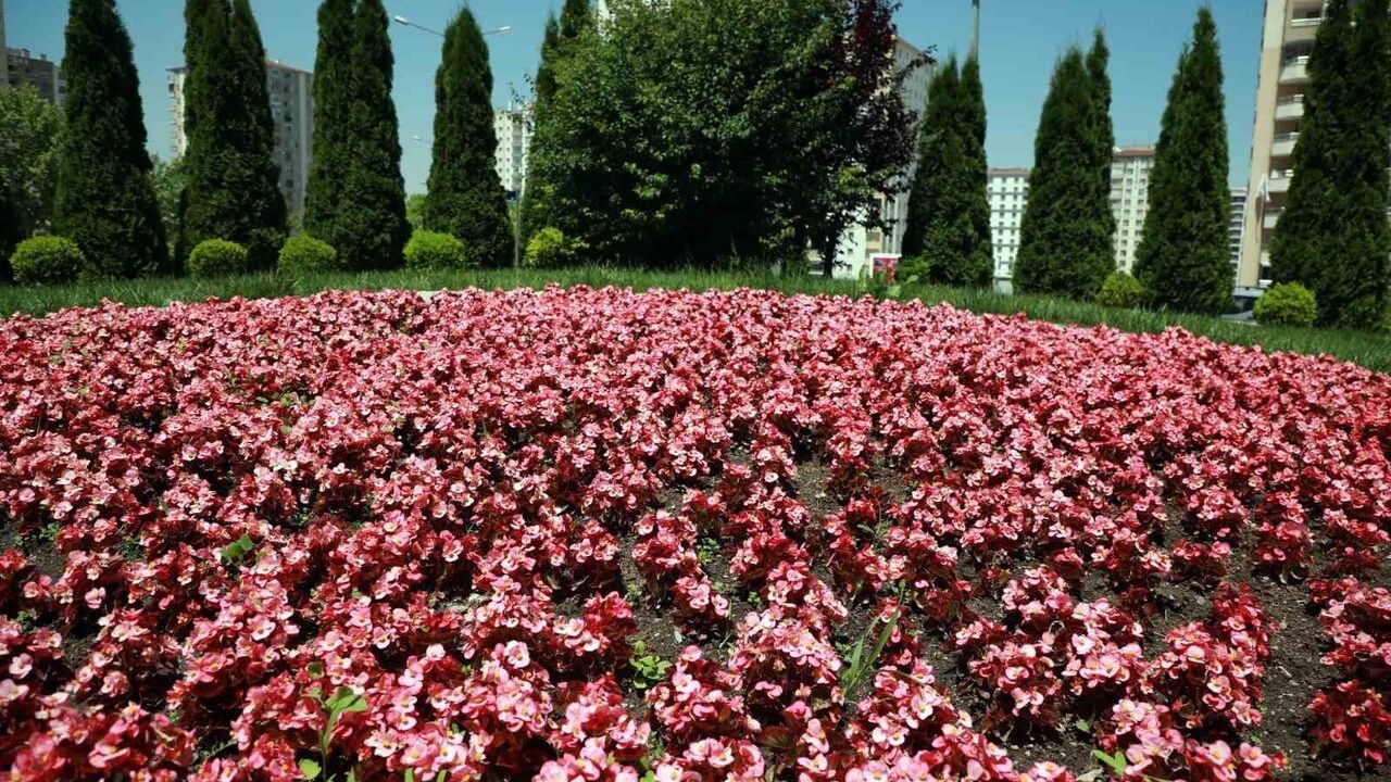 Talas 2026’da 'Talas Çiçek Yılı' ilan edildi: Mayıs’ta Talas Çiçek Festivali düzenlenecek