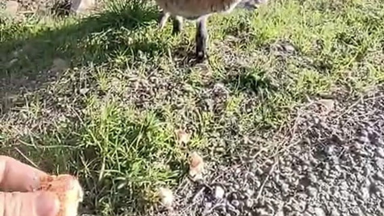 Tarihi Gelibolu Yarımadası'nda insanlara alışan tilki bölgenin maskotu oldu