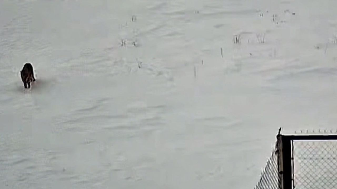 Tatvan Benekli Köyünde Güneş Enerji Santrali Çevresinde Kurt Görüntülendi