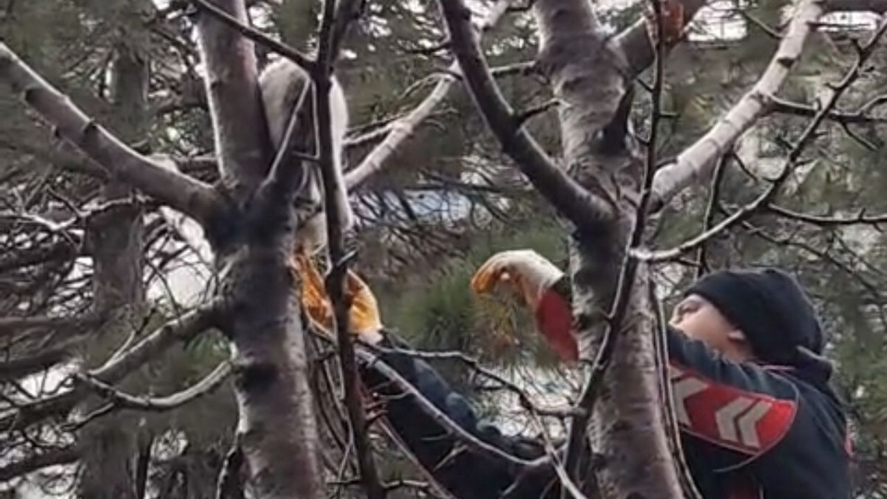 Tatvan'da Ağaçta Mahsur Kalan Kedi İtfaiye Ekiplerince Kurtarıldı
