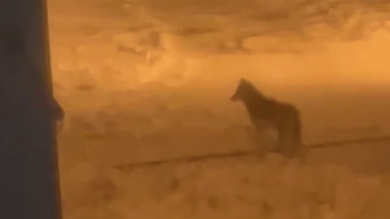 Tatvan'da Esentepe Mahallesi'nde kurt şehir merkezine indi