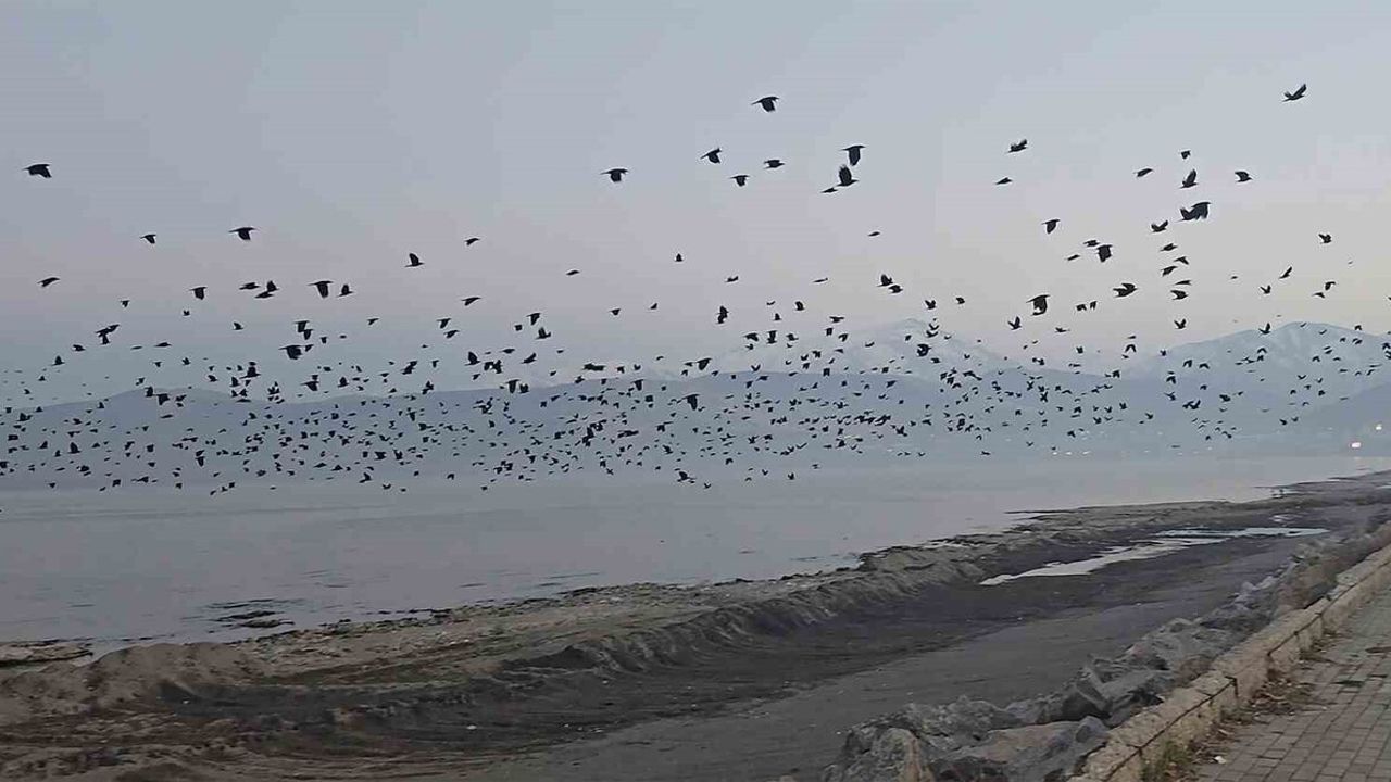 Tatvan sahilinde binlerce karganın toplu uçuşu gökyüzünde yoğun sürü hareketliliği oluşturdu