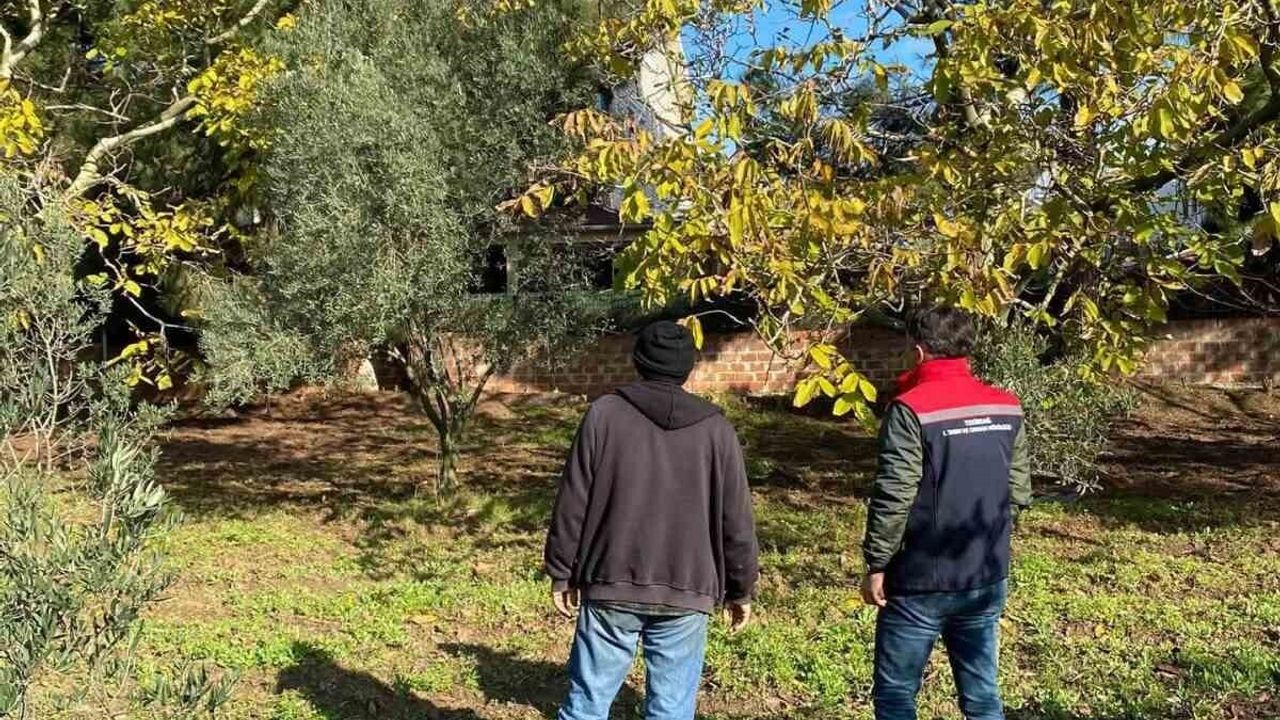 Tekirdağ'da ceviz bahçesinde hastalık ve zararlı kontrolü; ilaç bayilerine mevzuat denetimi