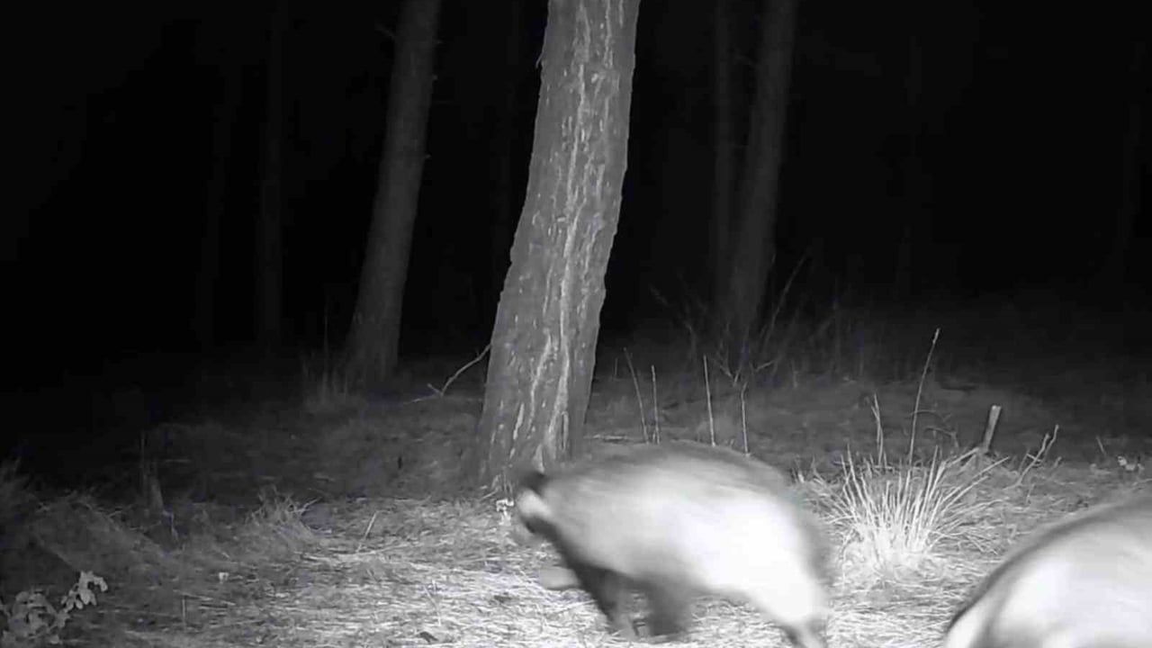 Tekirdağ'da Ganos Dağı eteklerinde fotokapanlarla yaban hayatı görüntülendi
