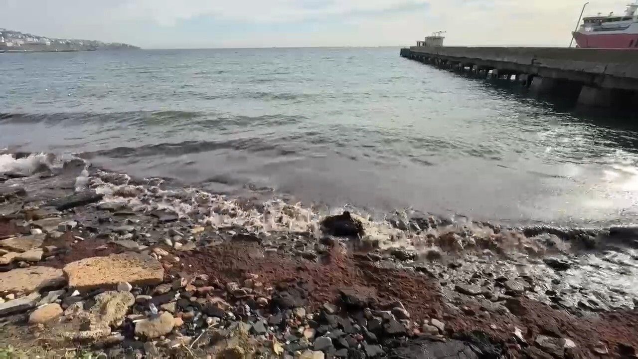 Tekirdağ'da poyraz kıyılara kızıl yosun birikmesine neden oldu