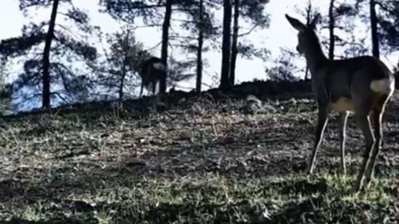 Tekirdağ Ganos Dağları'nda nadir tek boynuzlu karaca fotokapanlarla görüntülendi
