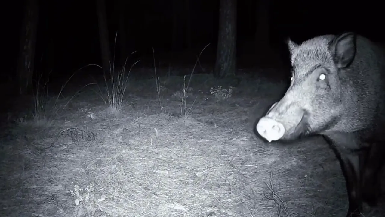 Tekirdağ Ganos Dağları'nda yaban domuzunun fotokapanla mücadelesi kamerada