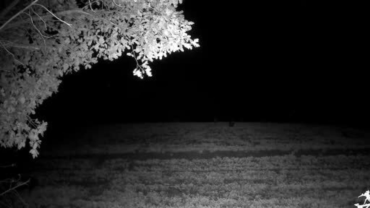 Tekirdağ Ganos Ormanları'nda fotokapanlara yansıyan yaban domuzu sürüleri