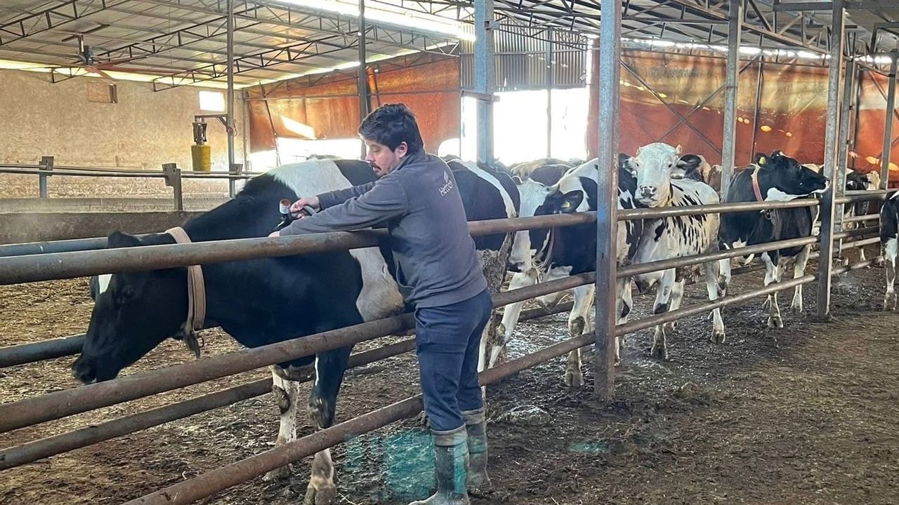 Tekirdağ Hayrabolu'da şap aşılaması aralıksız sürüyor