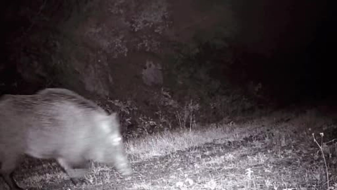 Tekirdağ kırsalında fotokapana yansıyan 18 yaban domuzu