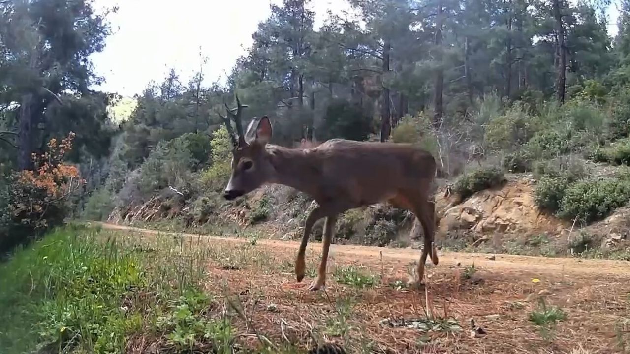 Tekirdağ Şarköy: Ganos Dağları’nda fotokapan iki karacayı görüntüledi