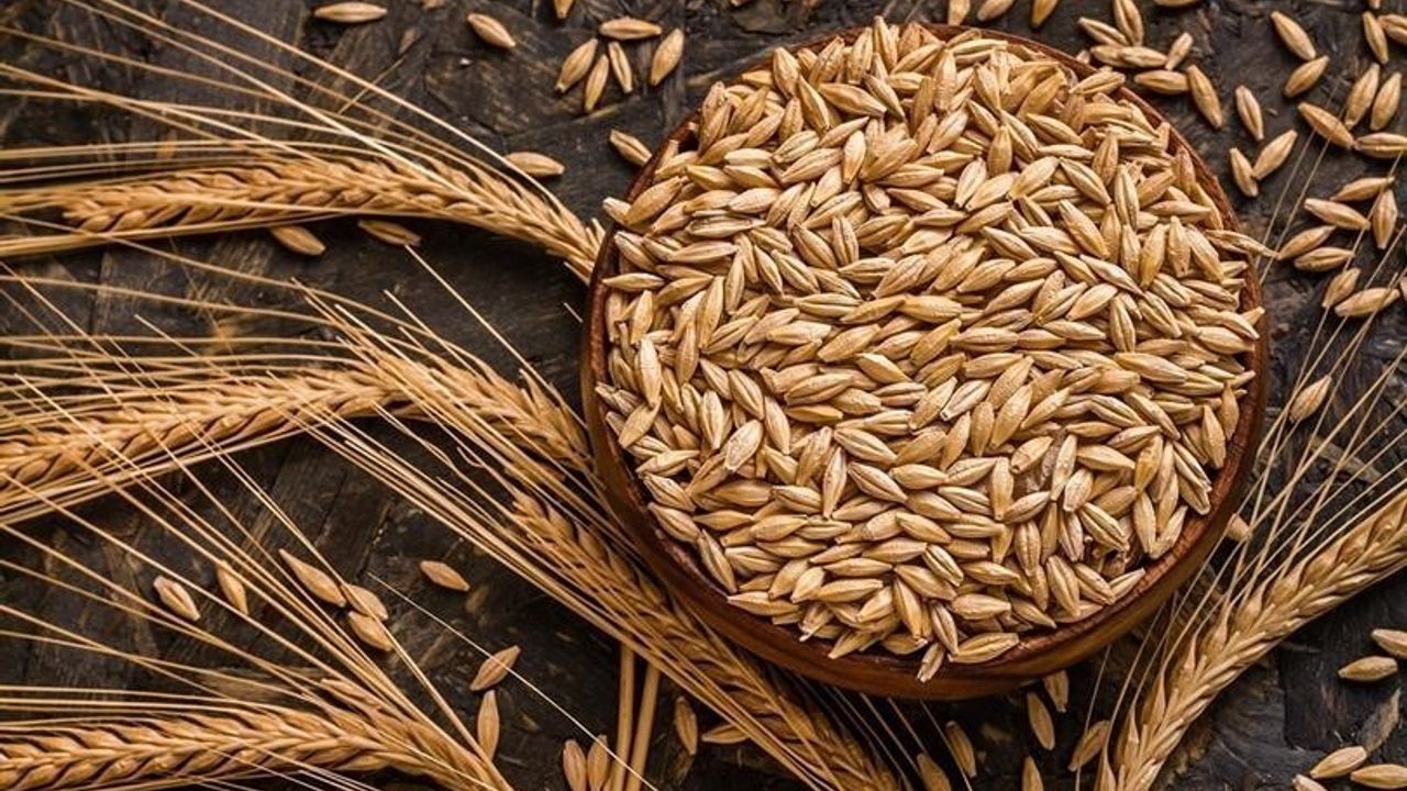 TMO: Kuraklık Arpa Ekimini Artırdı — 2025/26 Sezonunda Bölgesel Değişimler