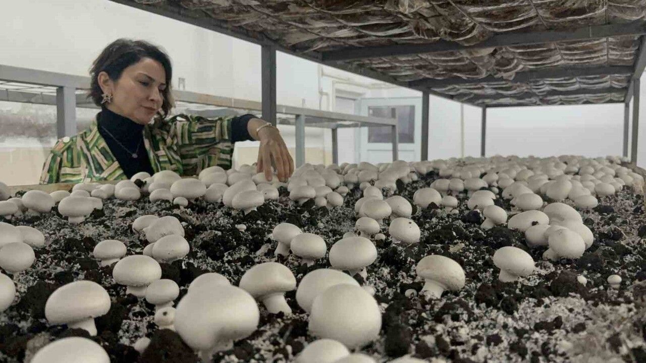 TOGÜ'de 8 Yıllık Mantar Tesisi: Öğrenciler Uygulamalı Eğitimde Üretileni Satışa Sunuyor