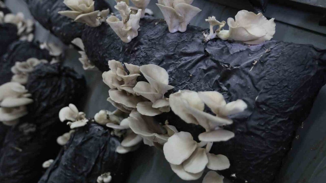 TOGÜ, mantar üretim tesisiyle üretime dayalı eğitim modellerini güçlendiriyor