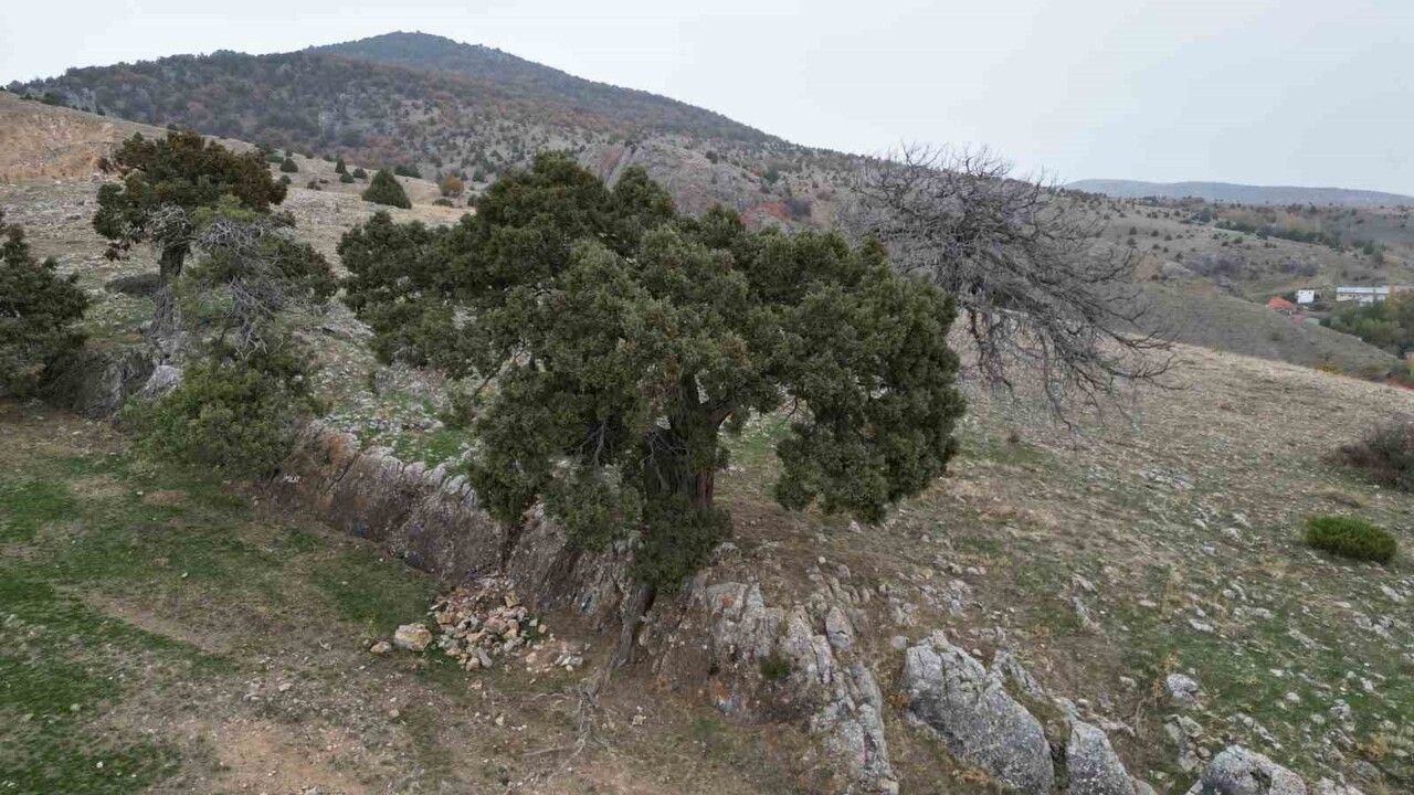Tokat Günçalı'da 508 yıllık ardıç ağacının 'anıt ağaç' tescili talebi