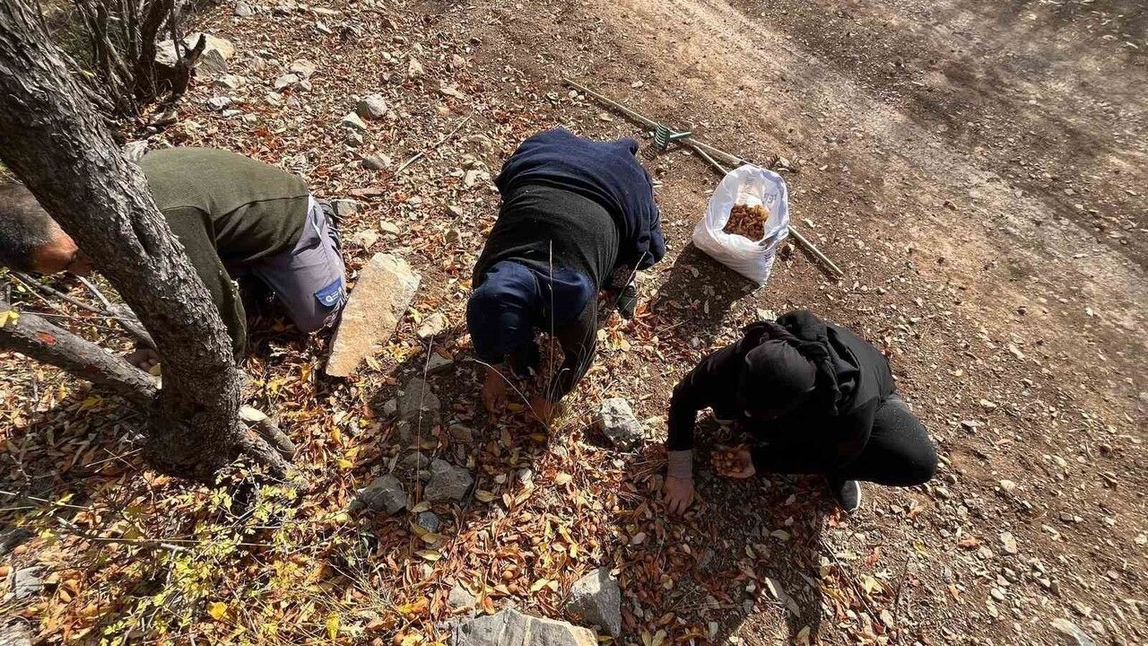 Toros Dağları'nda 30 Yıl Önce Aşılanan Beşbıyık Ağaçları Akseki'de Gelir Kaynağına Dönüştü