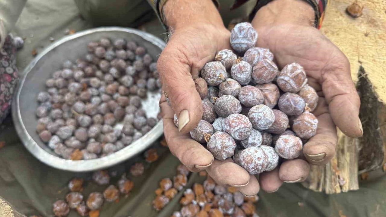 Toros Dağları'nda toplanan andız kozalaklarından geleneksel pekmez üretimi sürüyor