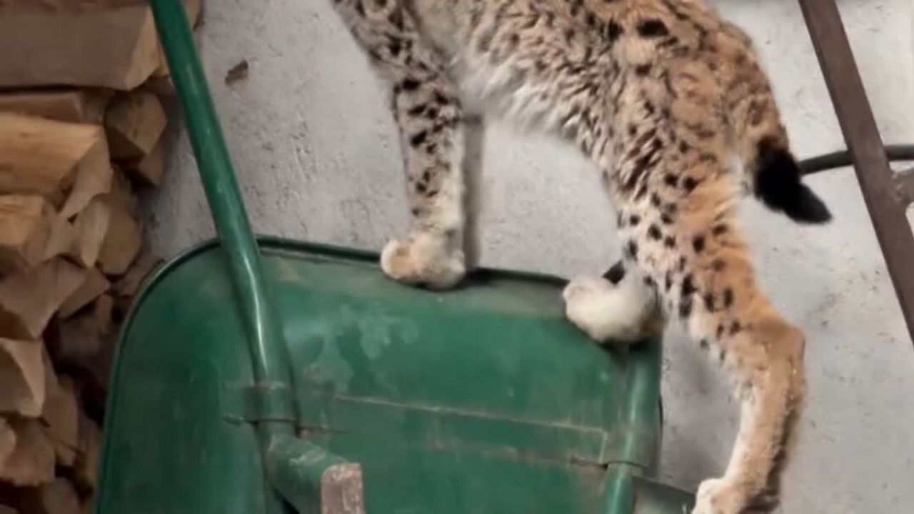 Torul'da yavruluktan çıkmış vaşak ilçe merkezinde ev önünde görüntülendi