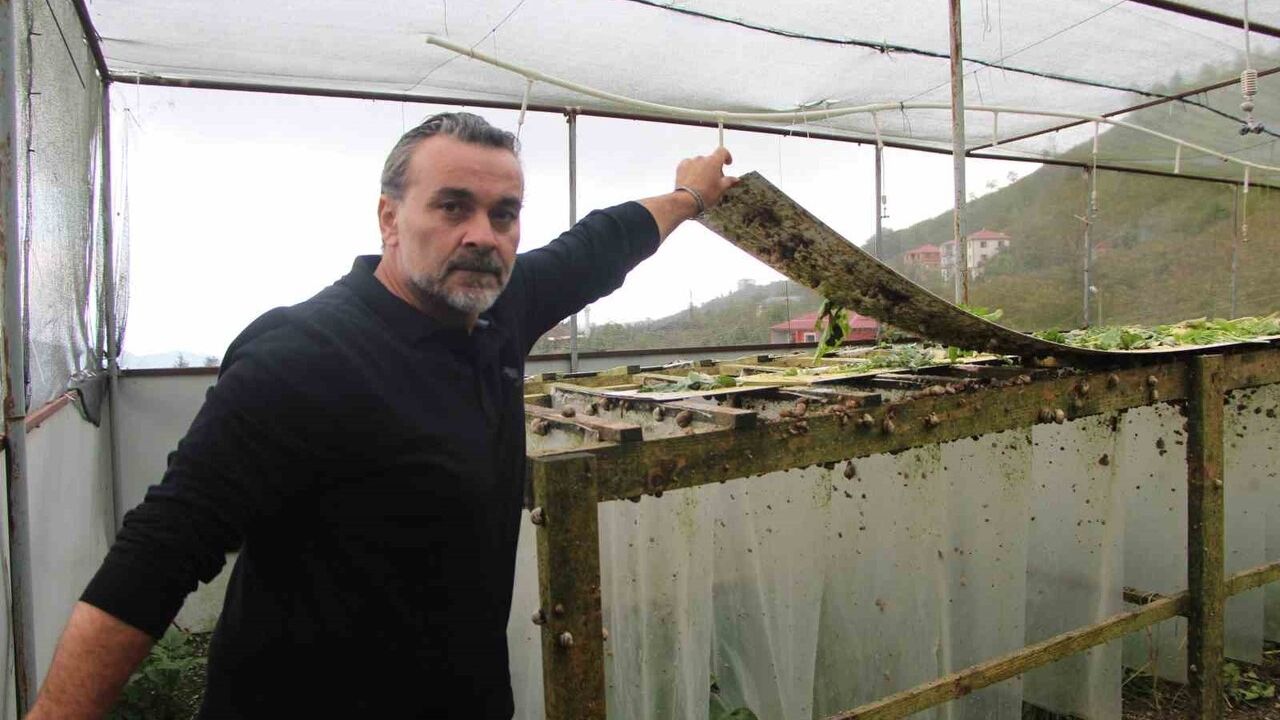 Trabzon’dan dünyaya 'Googlis': Helix Aspersa Maxima ile salyangoz üretimi ve ihracat