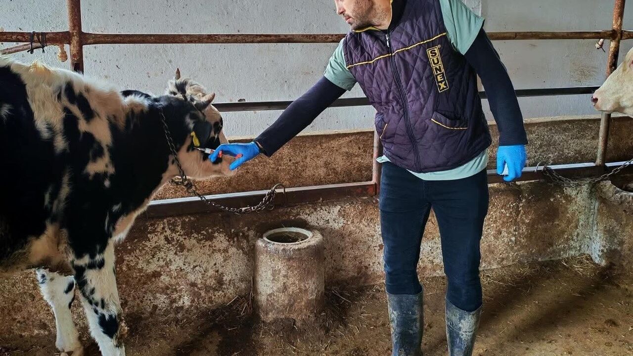 Trakya'da SAT-1 varyantına karşı aşılama: Yeniçiftlik'te büyükbaş hayvanlar korunuyor