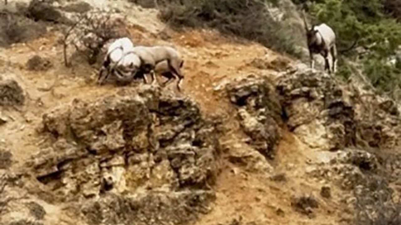 Tunceli Çemişgezek’te iki tekenin sürü içi liderlik mücadelesi görüntülendi