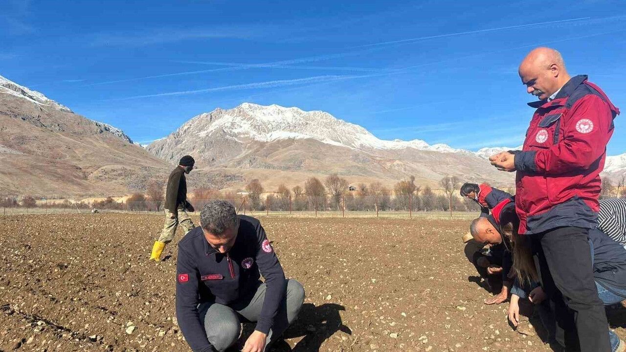 Tunceli'de dört ilçede sarımsak ekimi başlatıldı — 'Tunceli Sarımsağı Yaygınlaşıyor' Projesi saha uygulamaları