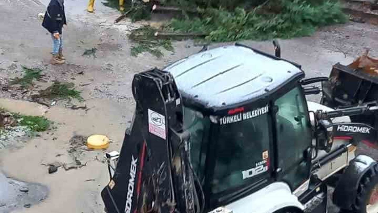 Türkeli'de fırtına ağaç devirdi; cadde kısa süre ulaşıma kapandı