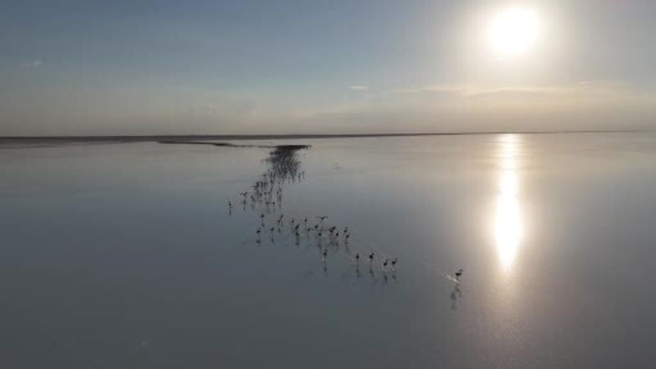 Tuz Gölü'nde kuraklık alarmı: Flamingoların gelmemesi ve yüzde 85 küçülme iddiası