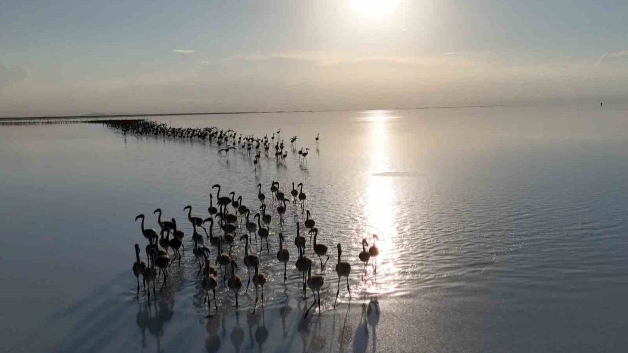 Tuz Gölü'nde kuraklık alarmı: Flamingoların kuluçka alanı daralıyor