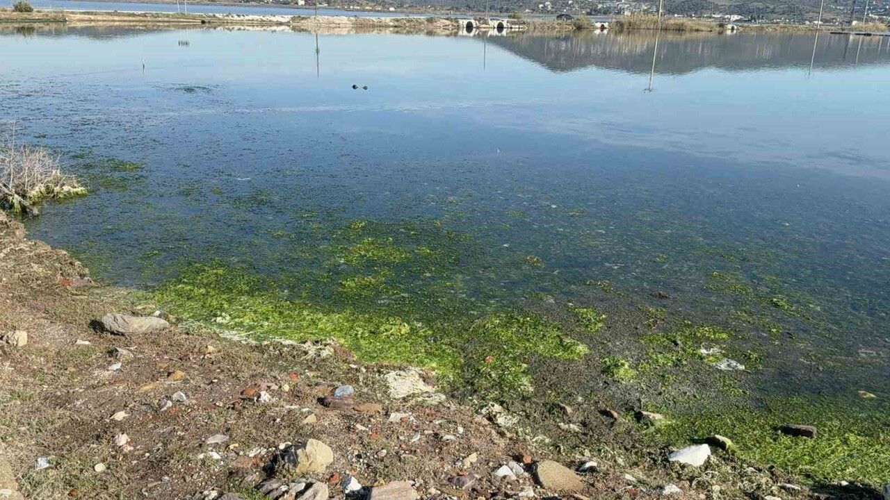 Tuzla Sulak Alanı, Binlerce Flamingo ve Göçmen Kuşun Rotasında