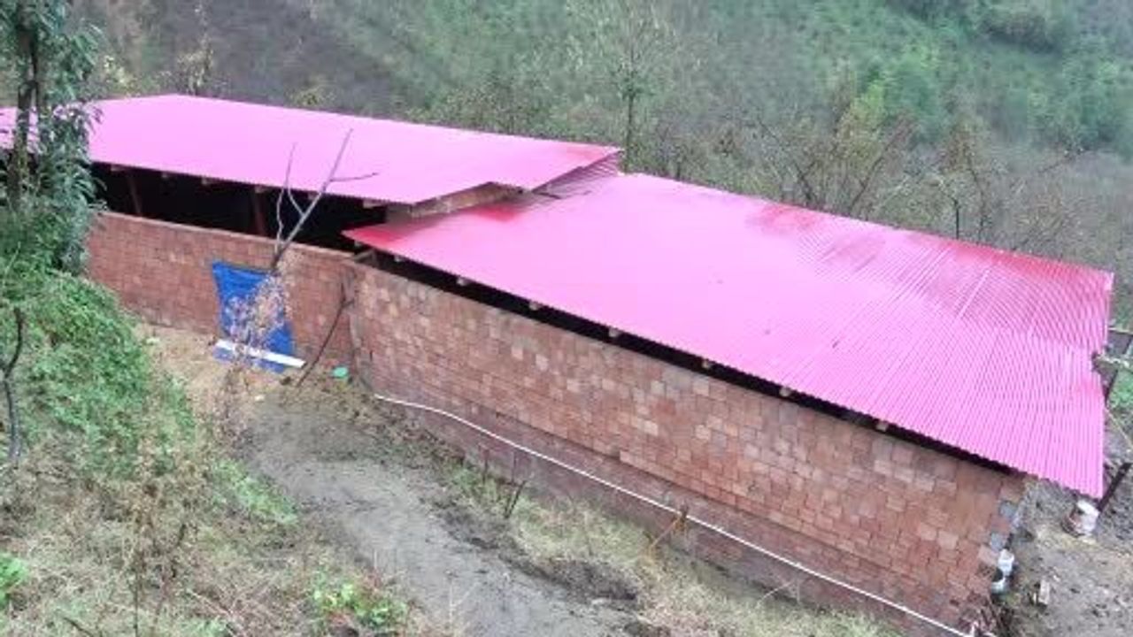 Uğur Gedik: Almanya'dan Döndü, Giresun Tirebolu'da Hayvancılığa Başladı