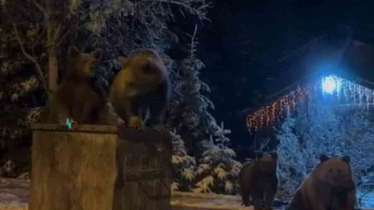 Uludağ eteklerinde anne ayı ve üç yavrusu çöp konteynerlerinde görüntülendi