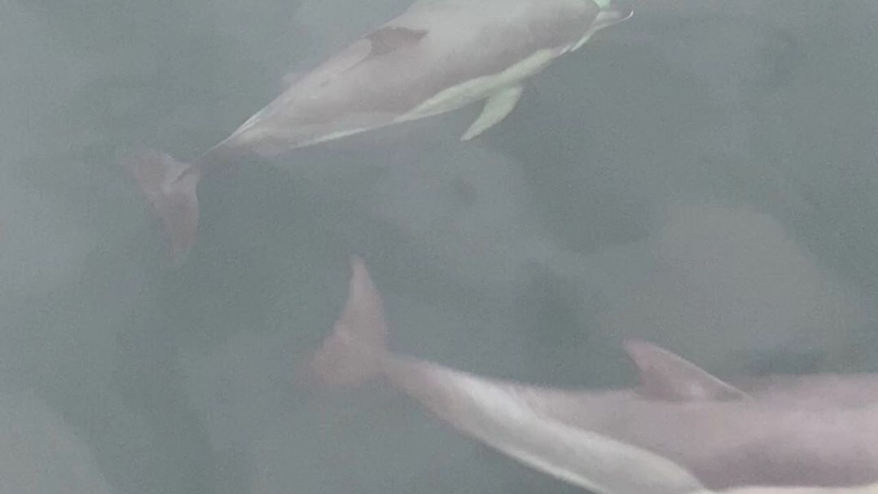 Ünye’de Yunusların Balıkçı Teknesiyle Yarışı Görsel Şölen Oluşturdu