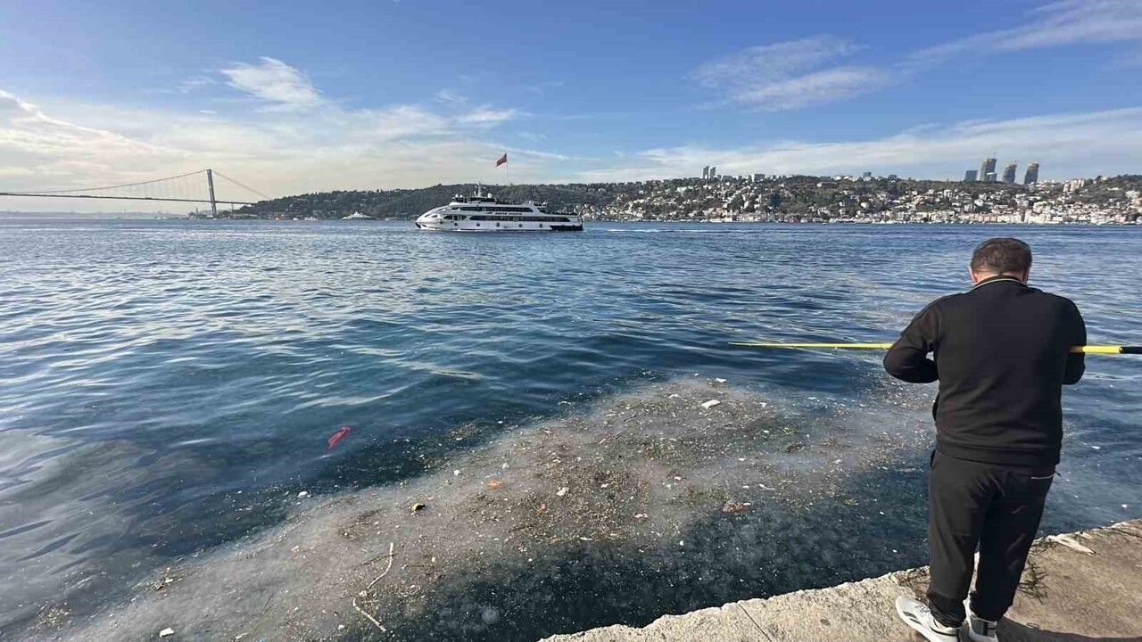 Üsküdar Kuleli sahilinde yoğun deniz anası birikimi ve atık sorunu