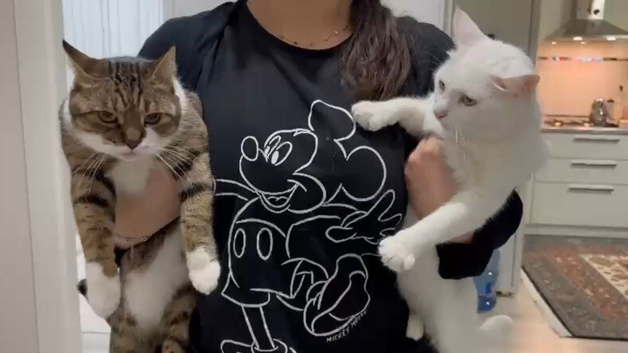 Uzmandan uyarı: Düzenli aşılanan kedi ve köpekler insan sağlığına zarar vermez