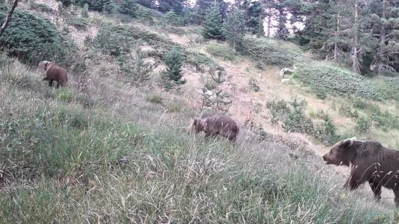 Uzmanlar uyardı: Kış dinlenmesine hazırlanan ayılar İç Ege, Trakya ve İç Anadolu’da daha sık görülüyor