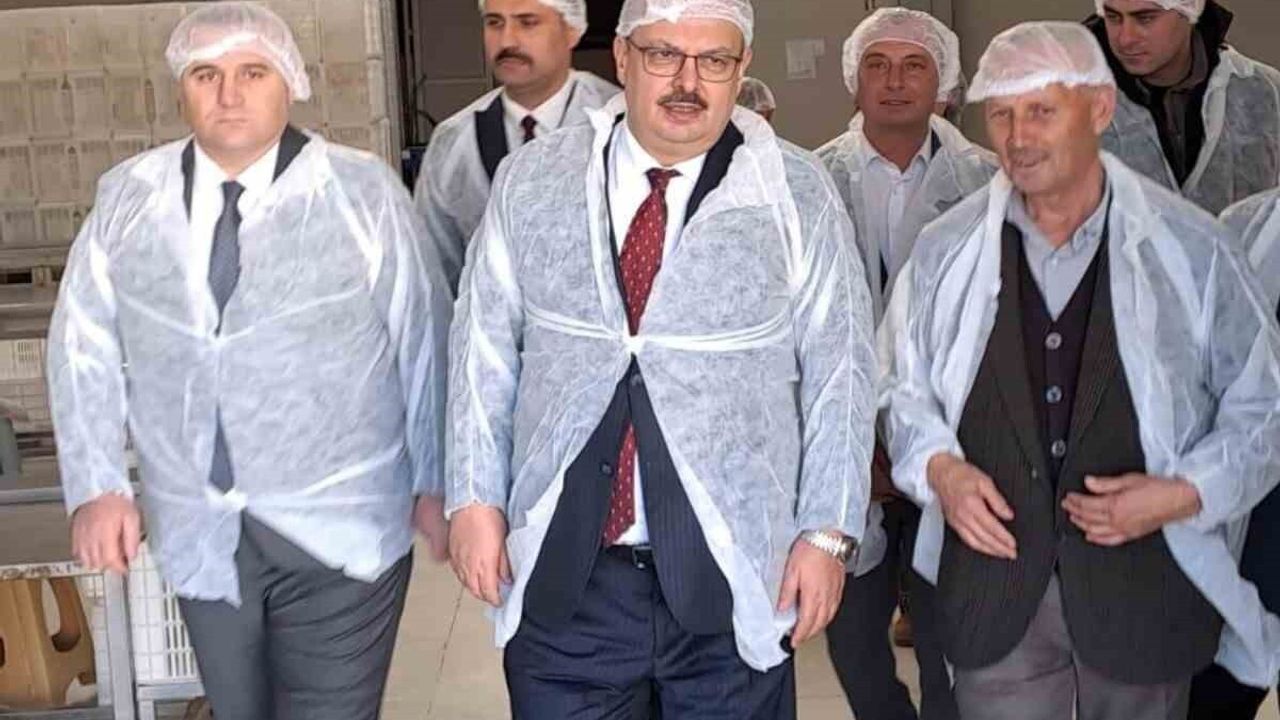 Vali Canbolat, Köşk'te zeytinyağı sıkım tesislerini inceledi